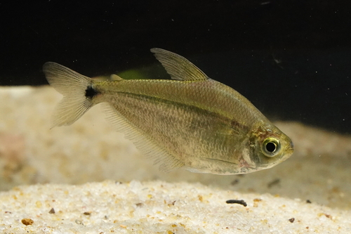 Silver tetra (Ctenobrycon spilurus) — Characidae
