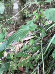 Stemona tuberosa