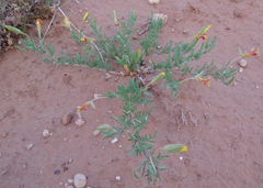 Oenothera grandis