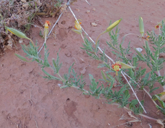 Oenothera grandis