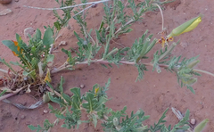 Oenothera grandis