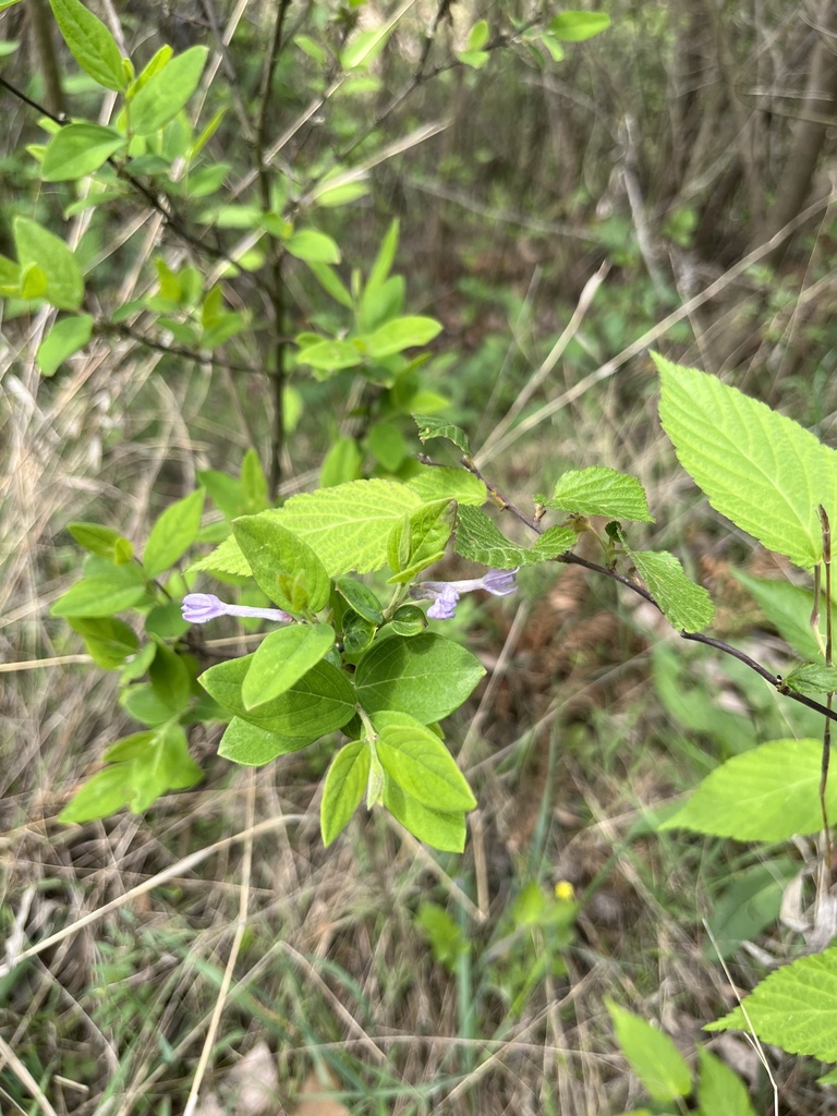 Leptodermis potaninii