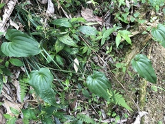 Stemona tuberosa
