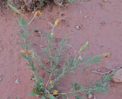 Oenothera grandis