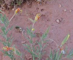 Oenothera grandis