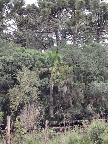 Butia eriospatha, photograph 6