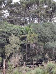 Butia eriospatha, photograph author not stated, no rights reserved
