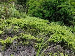 Dicranopteris pedata