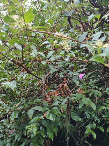 Image of Fuchsia regia by no rights reserved