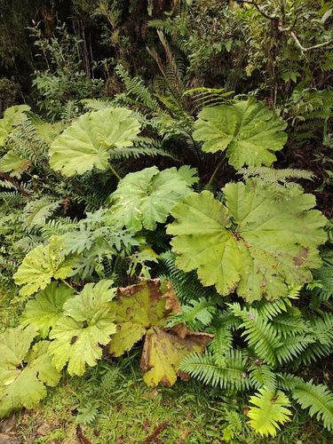 Image of Gunnera manicata by no rights reserved