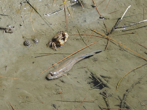 Great blue spotted mudskipper (Boleophthalmus pectinirostris) — Gobiidae — 5