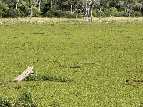 African Jacana (Actophilornis africanus)