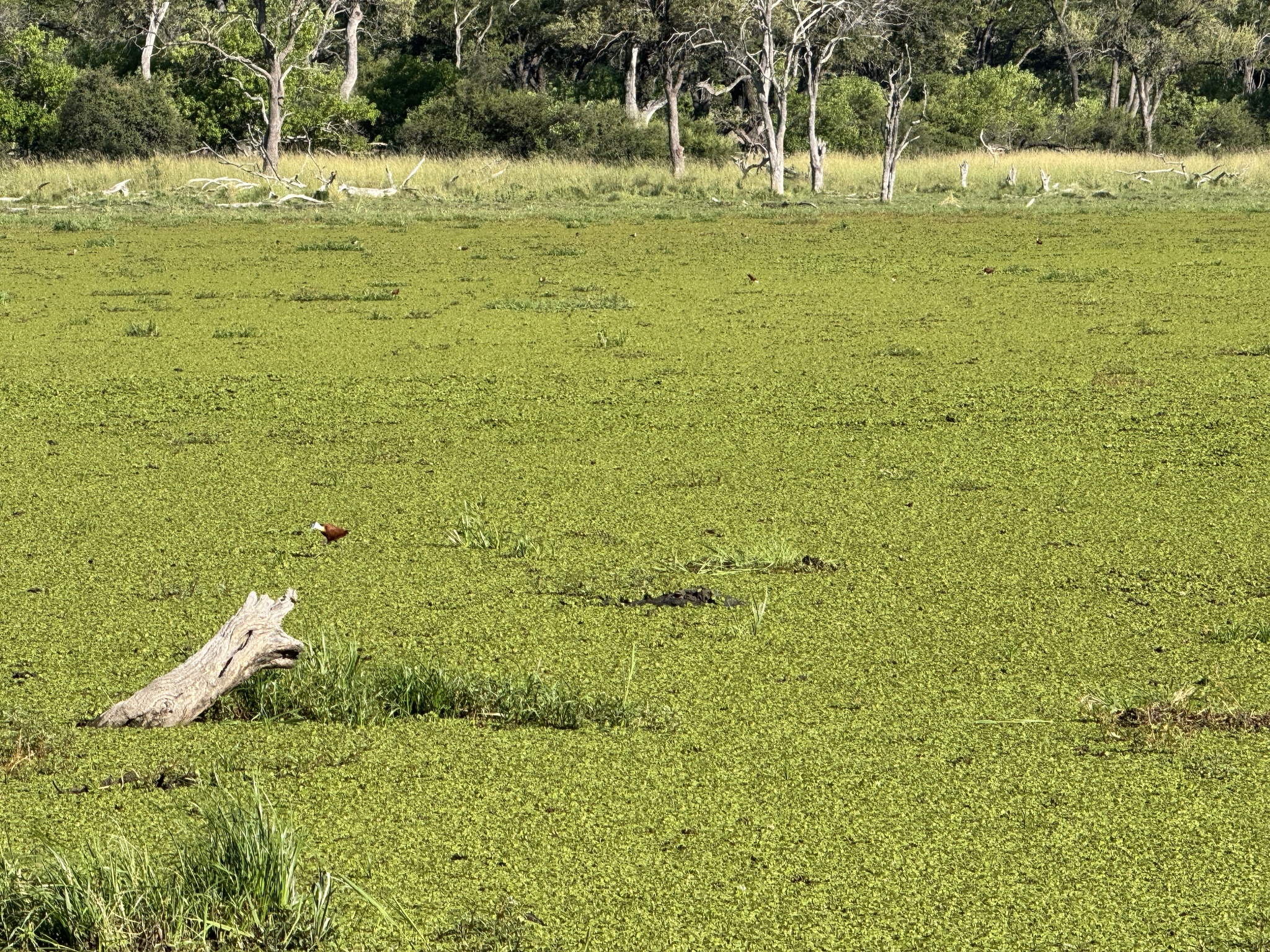 African Jacana illustration