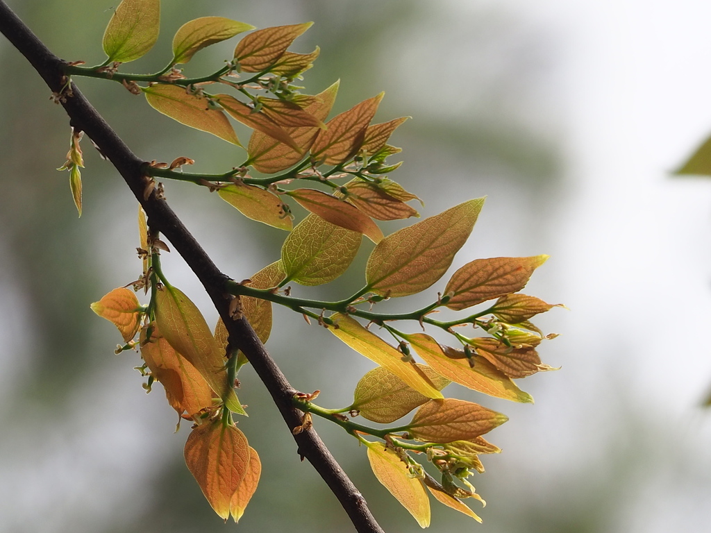 Celtis sinensis — an easy houseplant, prefers full sun light