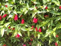 Malvaviscus