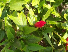 Malvaviscus