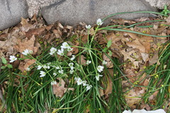 Ornithogalum umbellatum
