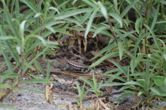 Sceloporus parvus