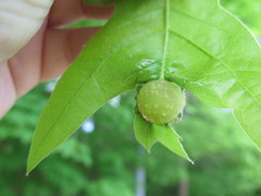 Dryocosmus quercuspalustris