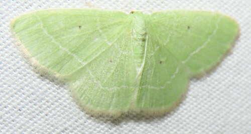 Cypress Emerald photo 2