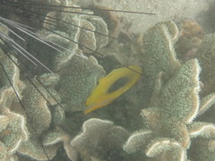 Chaetodon speculum