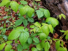 Rubus