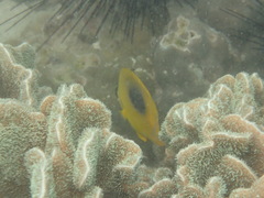Chaetodon speculum