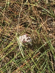Asclepias michauxii