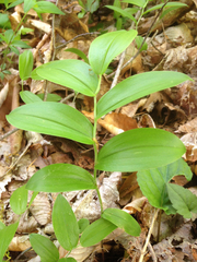 Uvularia puberula