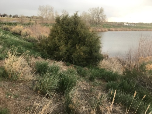 Rocky Mountain Juniper
