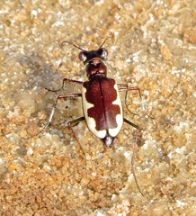 Eunota circumpicta