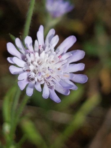 Knautia integrifolia (Knautia integrifolia)
