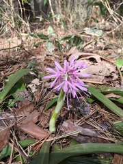 Heloniopsis orientalis