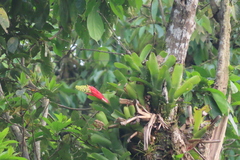 Aechmea nudicaulis image