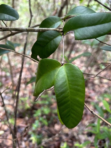 Myrcia acevedoi