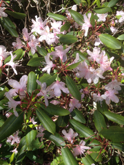 Rhododendron carolinianum