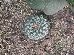 Thelocactus rinconensis