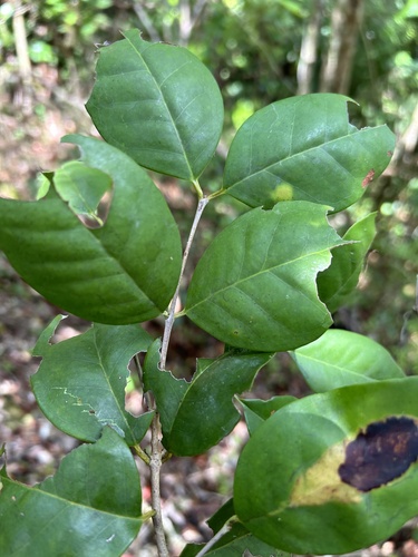 Eugenia glabra