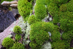 Ulota crispa