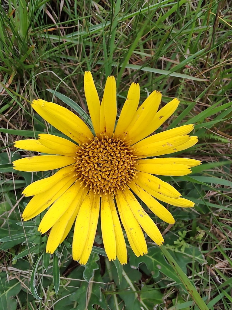 Trichocline catharinensis