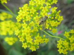 Patrinia rupestris