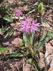 Heloniopsis orientalis