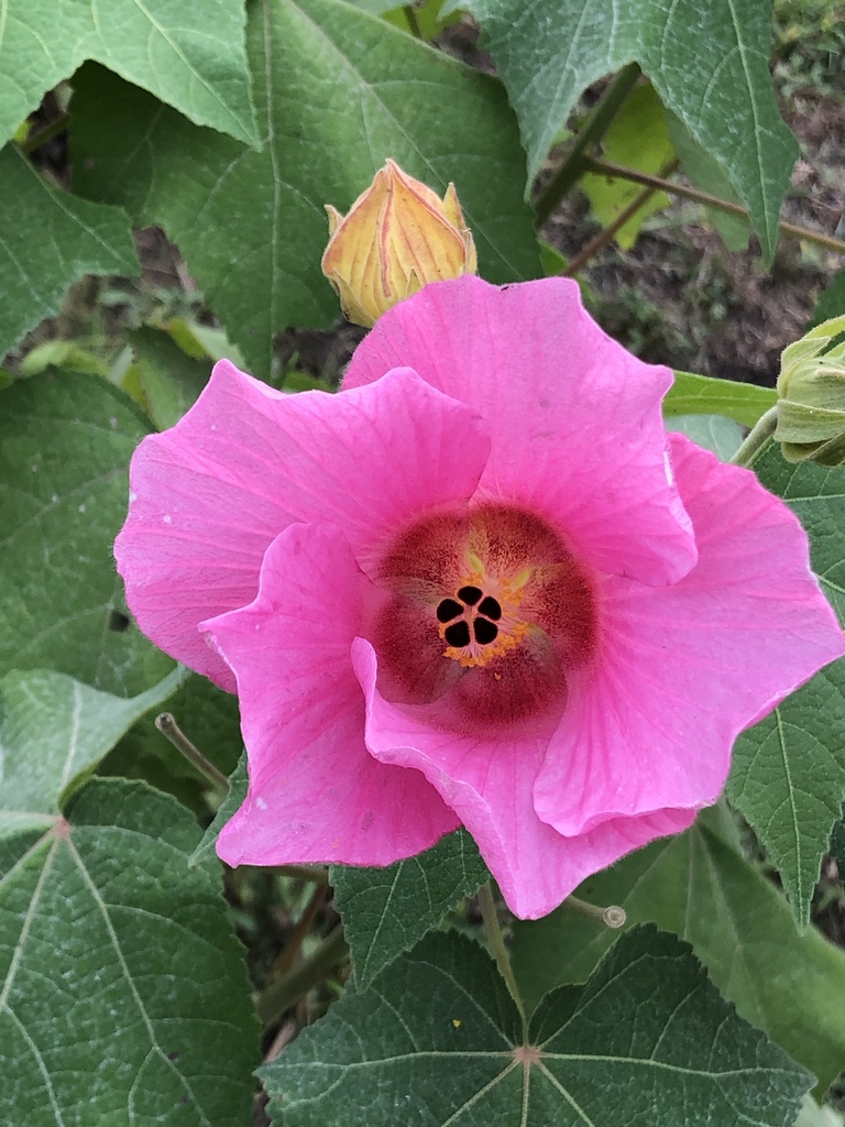 Hibiscus indicus (Hibiscus indicus)