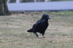 Corvus brachyrhynchos