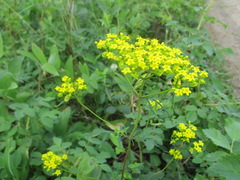 Patrinia rupestris