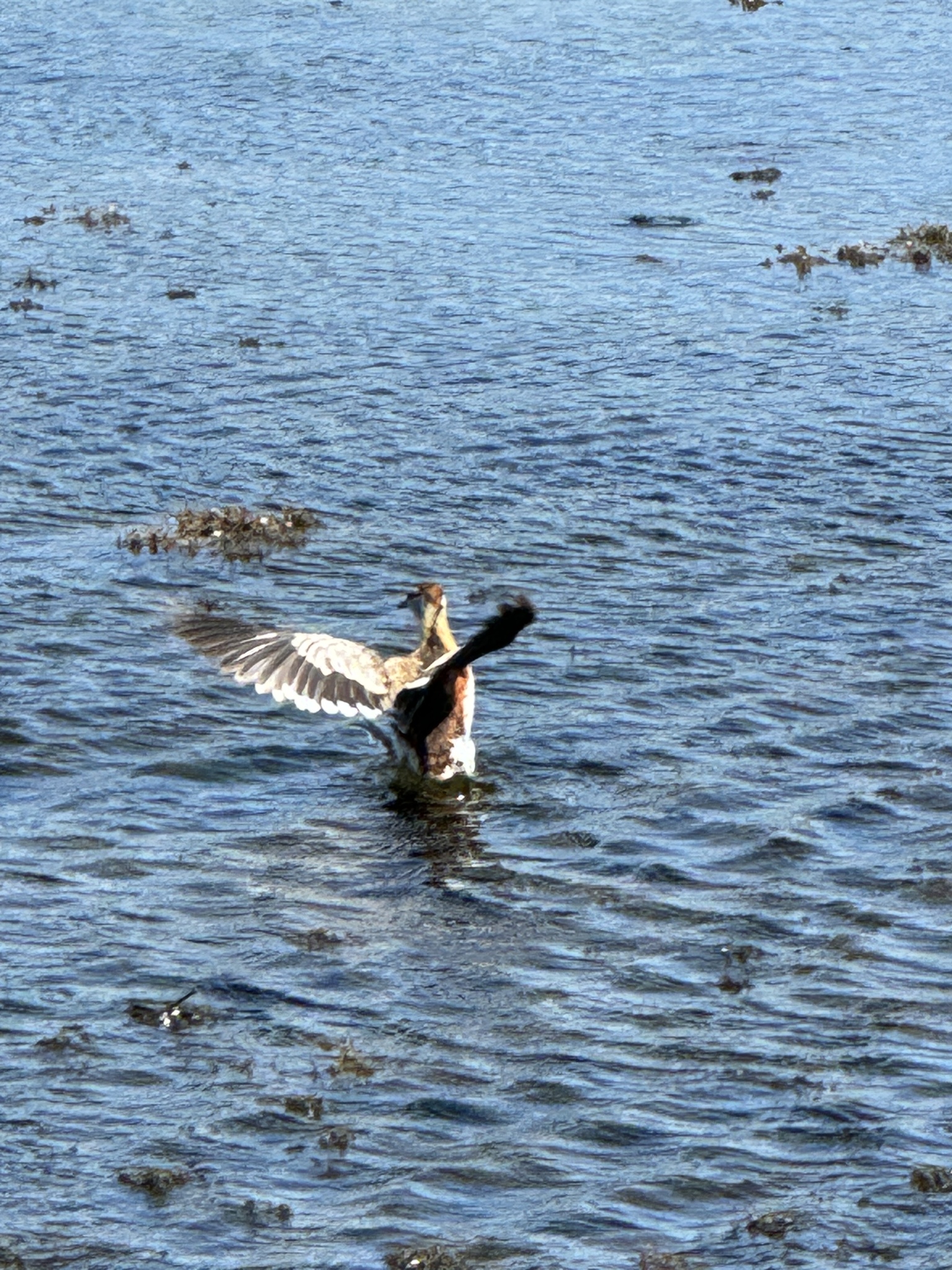Lesser Jacana (Microparra capensis), photo 5