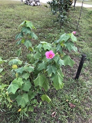 Hibiscus indicus