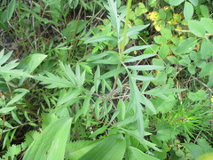Patrinia rupestris
