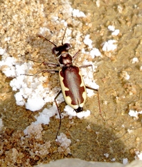 Eunota circumpicta