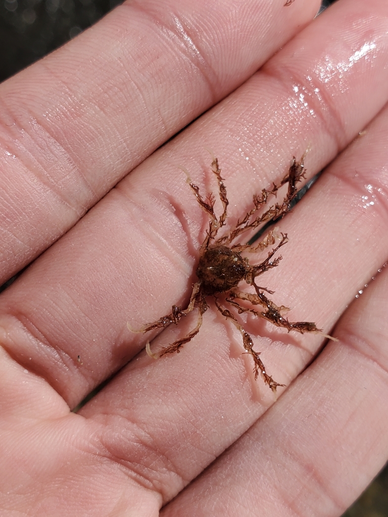 Cranch's Spider Crab
